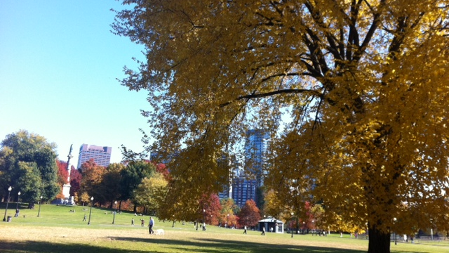 Boston Common, M.Nayer